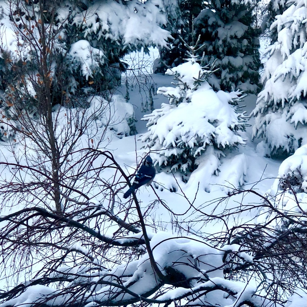 Alexis Bittar modern pendant necklace